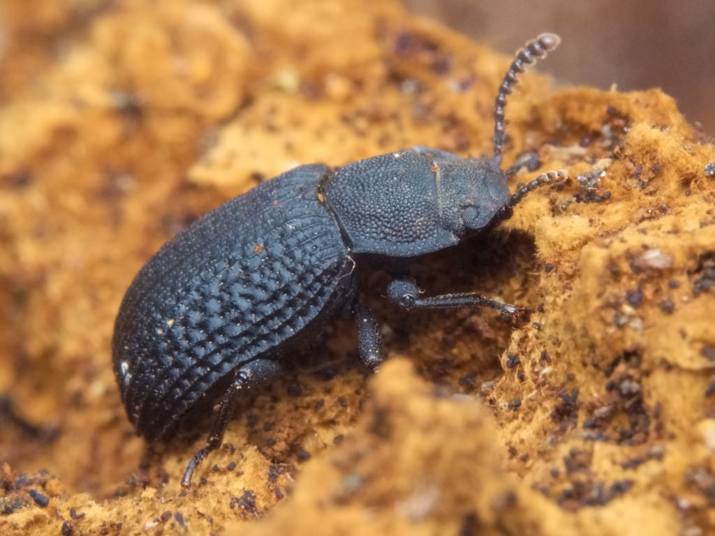Bolitophagus reticulatus (Linnaeus, 1767)